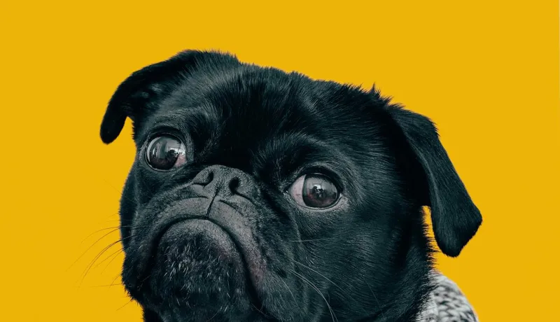 Cute black pug.
