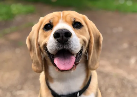 test dog photo
