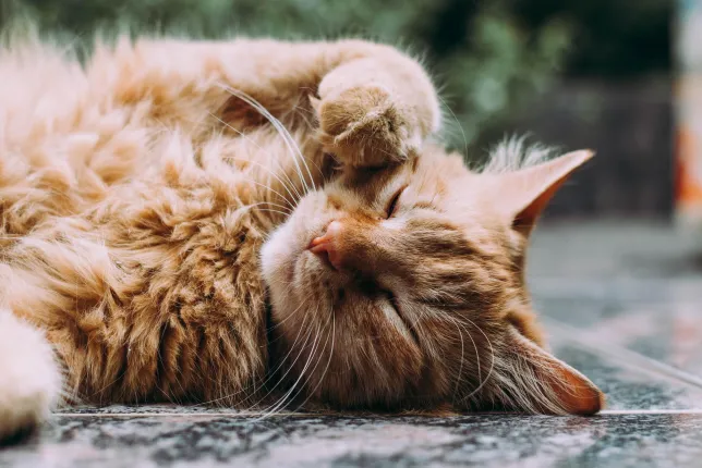 A very cute and cuddly orange tabby cat.