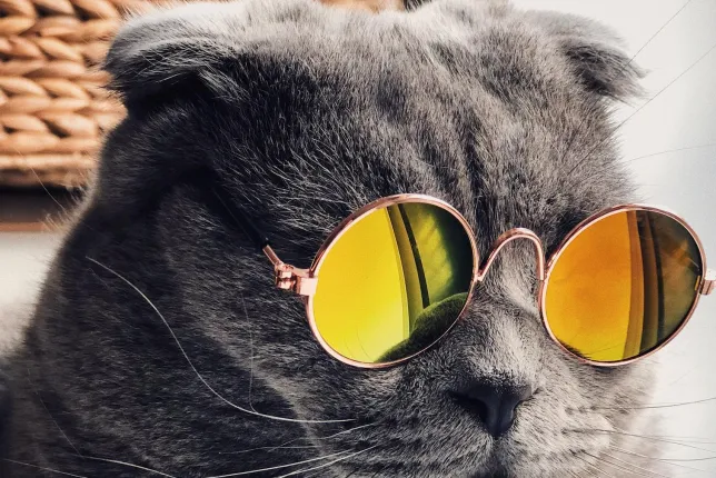 A very cool cat.